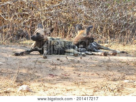 African Wild Dogs at ease in Kruger park.
