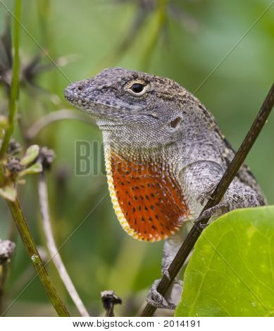 Bir Küba kahverengi Anole keler yakın çekim.