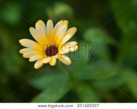 Beautiful yellow flower closeup. Summer flower background. Macro