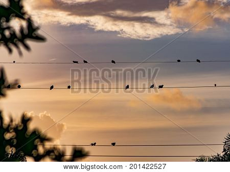 silhouettes of birds on a wire watching the sun rise