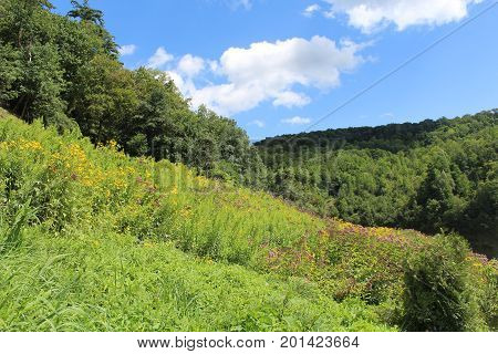 A view across the Letchworth State Park gorge. Grass and wildflowers, trees and the forest. Bright blue sky with clouds in the summer.