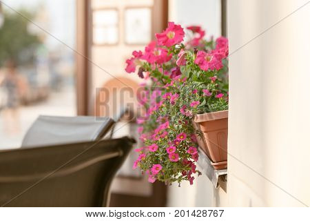 Red Plant On Windowsill Outdoor In Cafe. Traditional European Coffeehouse With Green Plants. Decorat