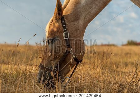 Beautiful red horse grazing in a meadow in spring