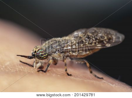 horsefly on the human hand extreme closeup