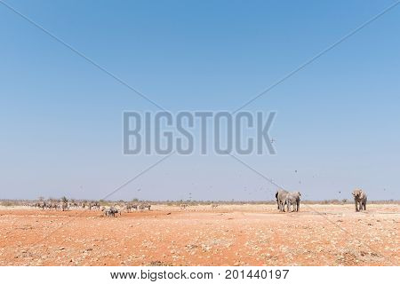 Three african elephants and herds of Burchells Zebras and Hartmann Mountain Zebras at the Rateldraf waterhole in North-Western Namibia. A flock of birds is in the air
