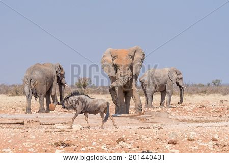 Three african bull elephants Loxodonta africana and a blue wildebeest Connochaetes taurinus at the Rateldraf waterhole in North-Western Namibia