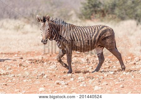 A muddy Hartmann Mountain Zebra Equus zebra hartmannae at the Rateldraf waterhole in North-Western Namibia