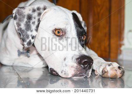 Lying English Pointer Dog With A Small Scratch On The Eyelid