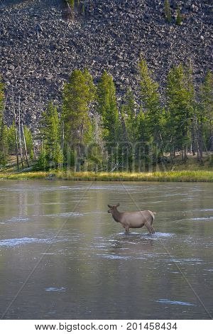 Elk Playing In The River