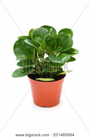 pot of green ficus elastica with drips on white background