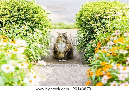 Fluffy, Large Maine Coot Cat Sitting Outside By Flowers In Summer Porch