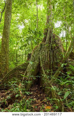 Buttress tree roots in rainforest Borneo Malaysia