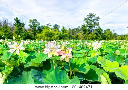 Many Blooming Pink Bright Lotus Flowers In Pond