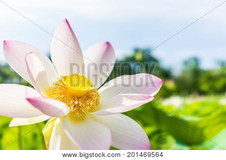 Macro Closeup Of Bright White And Pink Lotus Flower With Yellow Seedpod Inside And Blue Sky