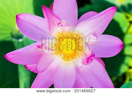 Macro Flat Top View Down Closeup Of Bright Pink Lotus Flower With Yellow Seedpod Inside