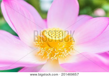 Macro Closeup Of Bright Pink Lotus Flower With Yellow Seedpod Inside