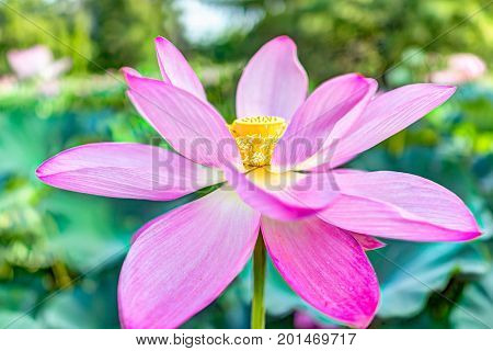 Macro Closeup Of Bright White And Pink Lotus Flower With Yellow Seedpod Inside