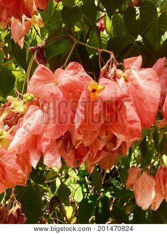 mussanenda erythrophylla Dona Luz flower from Malaysia