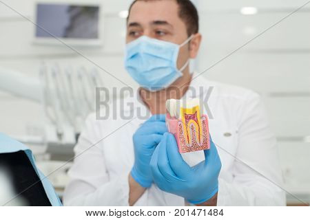 Male dentist holding model of teeth in his hands