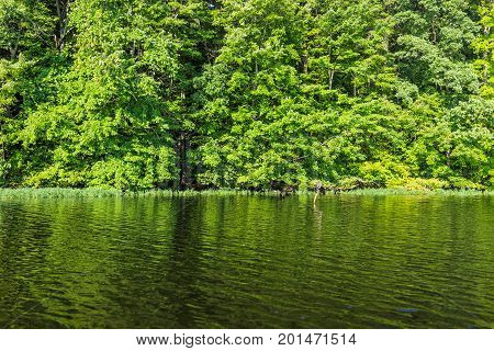 Double-crested Cormorant perched on a twig branch in lake water with reflection of twigs