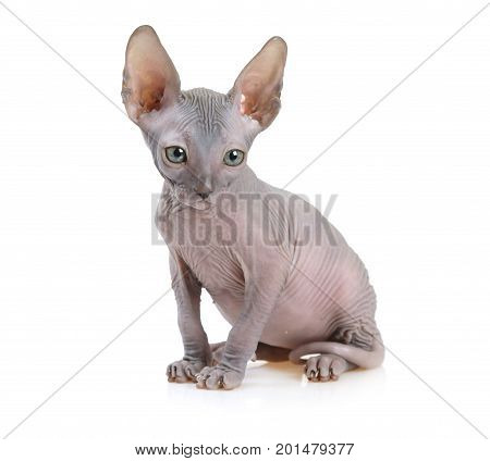 Seven weeks old Don Sphinx kitty cat isolated on white background