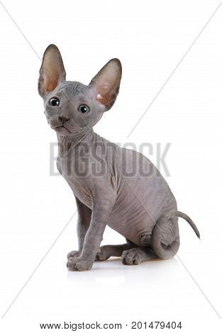 Sweet Don Sphinx kitty cat (seven weeks old) isolated on white background