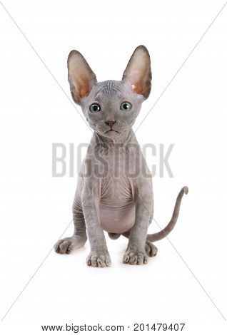 Lovely Don Sphinx kitty cat (seven weeks old) isolated on white background