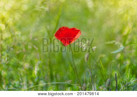 Floral background. Red poppy in green grass on a blurry background of lush meadow with bokeh effect