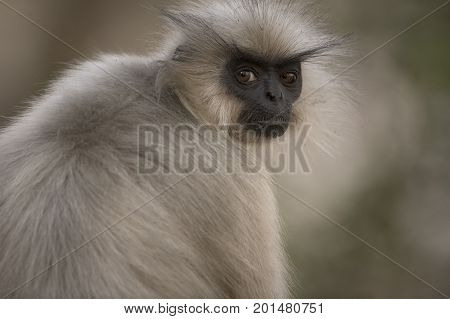 Gees Golden Langur in Umananda Island near Guwahati