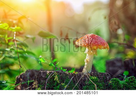 Large Mushroom Amanita With A Red Hat