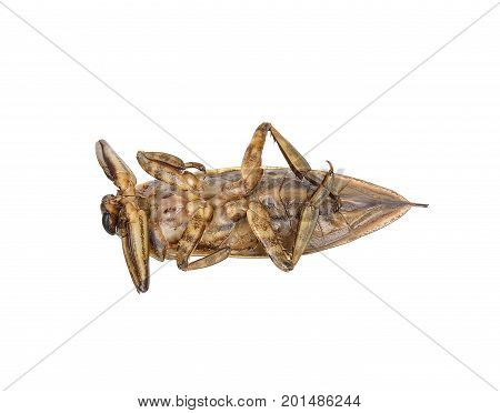 Lethocerus indicus isolated on white background .