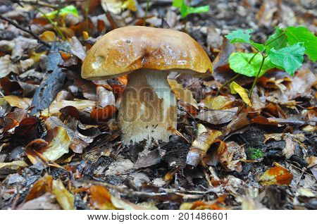 Boletus reticulatus or Boletus aestivalis, commonly known as the summer cep. Edible gourmet wild mushroom, Penny Bun bolete in the forest