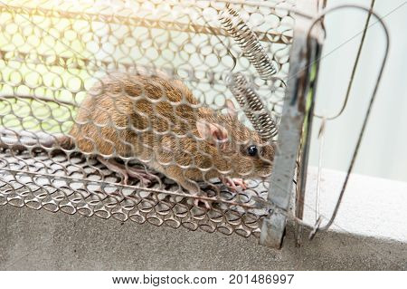 Rat in a cage trap address-forsaken freedom with sun light.