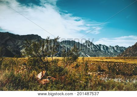 Bush of acacia with stones under it in foreground mountain ridge in background summer meadows of native grasses around deep blue clean sky Altai mountains Kuyus district Russia