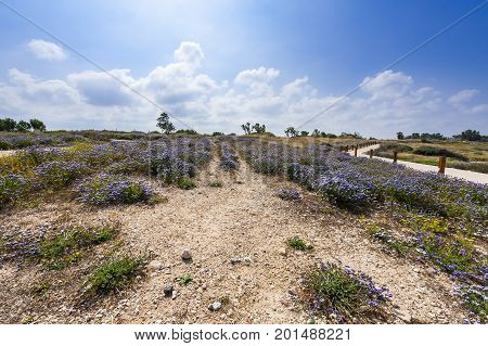 Dunes on the Shore of the Mediterranean Sea in Israel. Spring flowers in the Israeli Apollonia national park