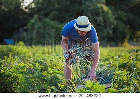 Young farmer in hat harvesting onion on the field of organic eco farm. Man holding bunch of onion in hand.