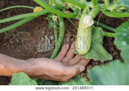 Close-up hands of male farmer checking growing young squash at field organic eco farm. Zucchini cultivation.