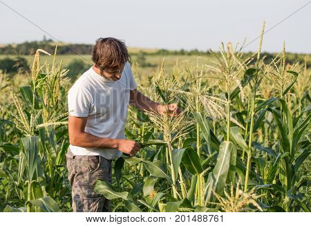 Farmer inspecting corn crop at field of organic eco farm. Young gadener harvesting corn.