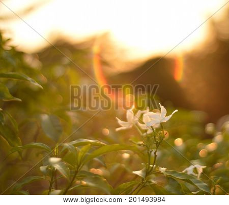 flowers in the field in the evening