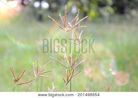 Flower of grasses in the field with flare