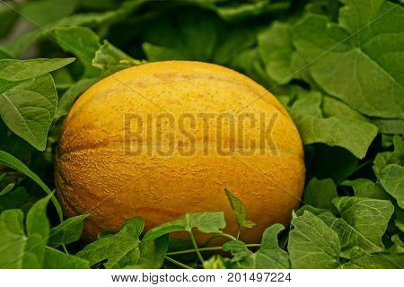 a yellow melon lies in the green vegetation and leaves