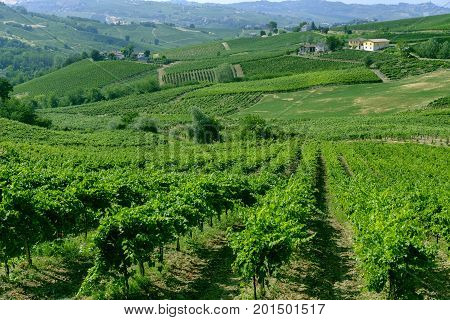 Rural landscape at summertime along the road from Santa Maria della Versa to Poggio Pornenzo (Pavia Lombardy)
