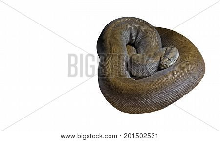 Patternless Green Burmese Python Isolated on White Background Clipping Path