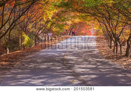 Naejangsan,korea - November 10, 2014: Naejangsan National Park In Autumn Season,south Korea On Novem