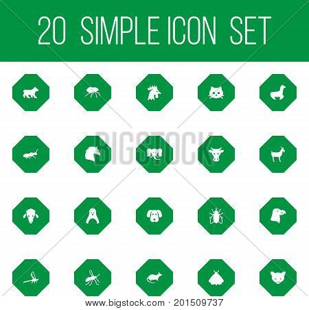 Collection Of Butterfly, Kine, Damselfly And Other Elements.  Set Of 20 Zoology Icons Set.