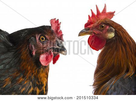 a rooster and a hen close up isolated on a white background