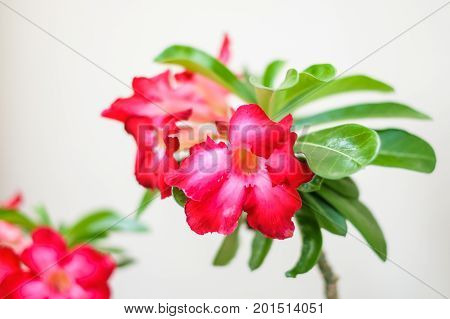 Desert Rose (Impala Lily Mock Azalea or Adenium) isolated on white background.