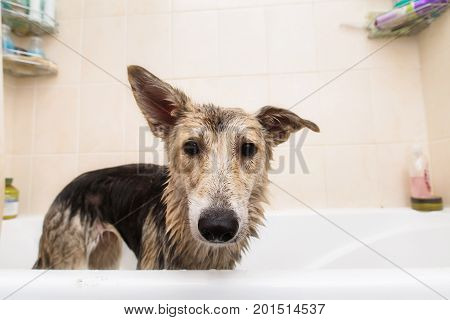 Cute brown mongrel dog waiting for owner in the tub after taking a bath in bathtub.