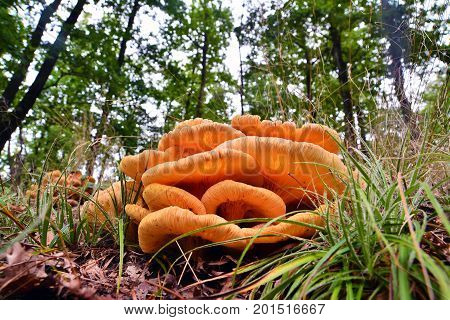 omphalotus illudens mushroom cluster in the forest commonly known as the jack-o'lantern mushroom