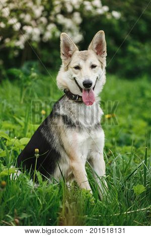 Portrait of a cute brown dog sitting with tongue out looking at camera a green grass background